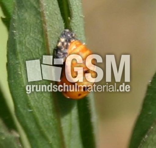 Marienkäfer-Valentin-15.jpg